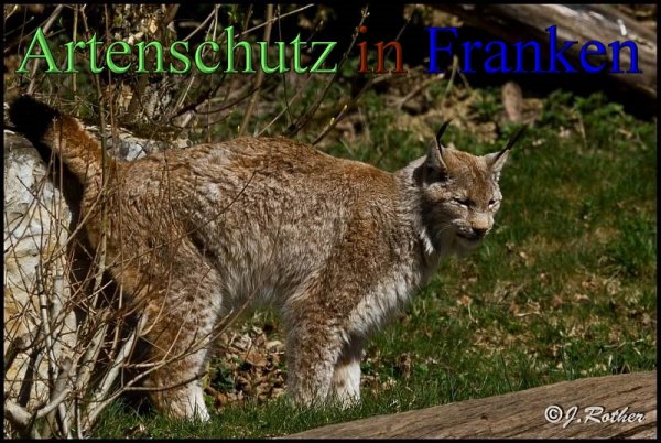 Copyright AiS-Johannes Rother Bild zum Eintrag (45313-160)