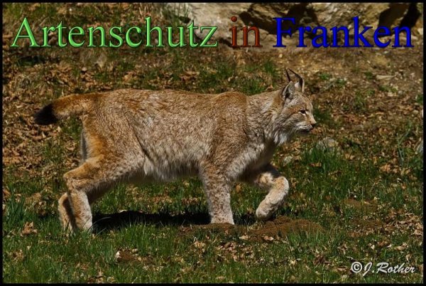 Copyright AiS-Johannes Rother Bild zum Eintrag (45316-160)