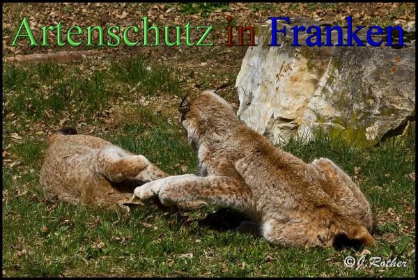 Copyright AiS-Johannes Rother Bild zum Eintrag (45319-160)