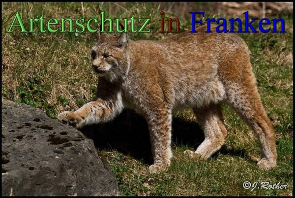 Copyright AiS-Johannes Rother Bild zum Eintrag (45323-160)