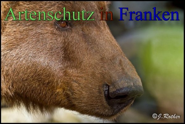 Copyright AiS-Johannes Rother Bild zum Eintrag (45341-160)