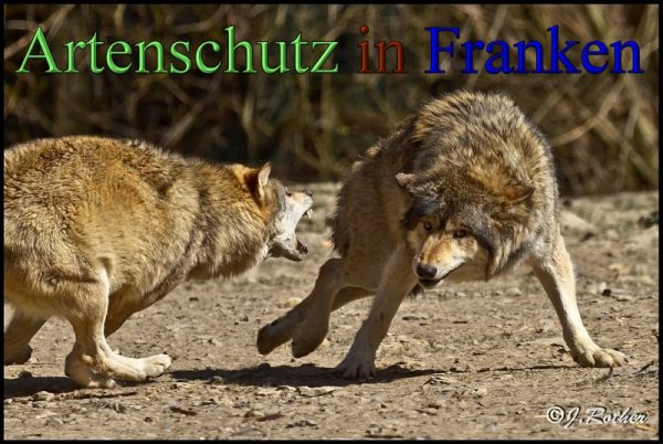 Copyright AiS-Johannes Rother Bild zum Eintrag (45350-160)