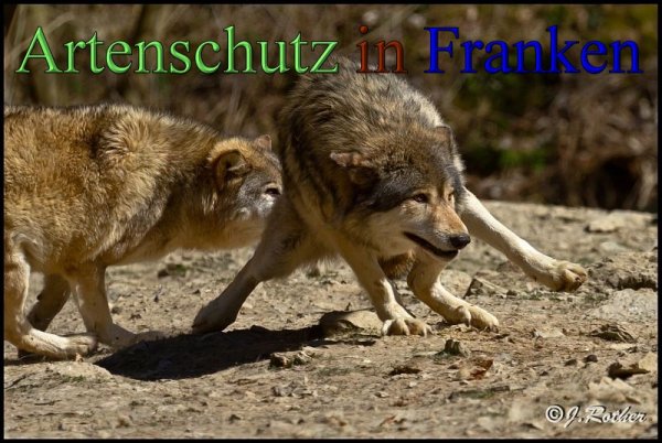 Copyright AiS-Johannes Rother Bild zum Eintrag (45352-160)