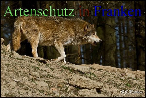 Copyright AiS-Johannes Rother Bild zum Eintrag (45362-160)