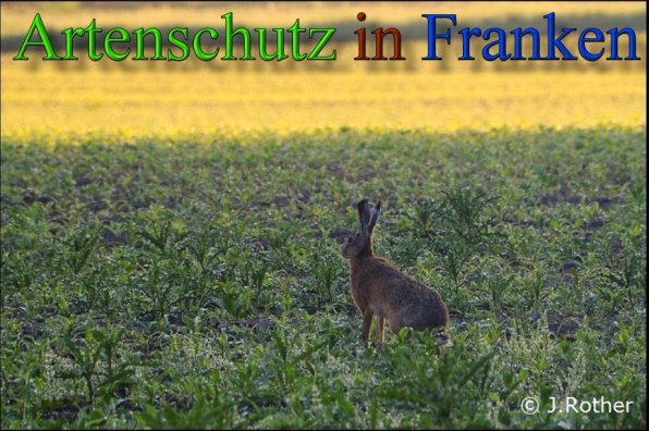 Copyright AiS-Johannes Rother Bild zum Eintrag (45409-160)