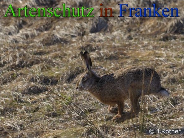Copyright AiS-Johannes Rother Bild zum Eintrag (45410-160)