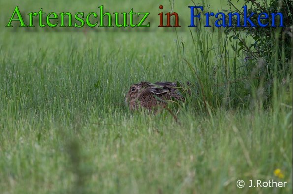 Copyright AiS-Johannes Rother Bild zum Eintrag (45411-160)