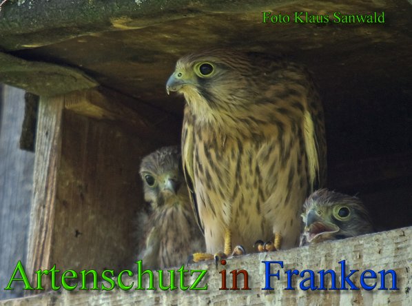 Copyright AiS-Klaus Sanwald Bild zum Eintrag (45517-160)