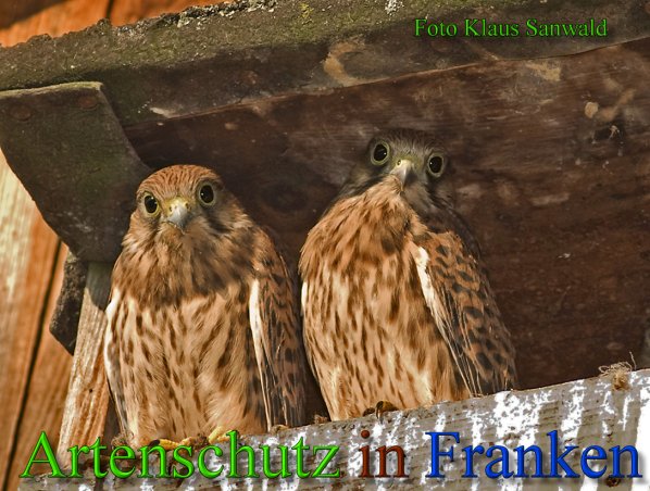 Copyright AiS-Klaus Sanwald Bild zum Eintrag (45518-160)