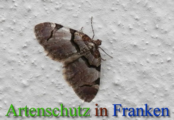 Copyright AiS- Albert Meier Bild zum Eintrag (45527-160)