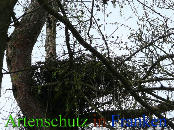 Copyright AiS Brückner Bild zum Eintrag (45610-160)