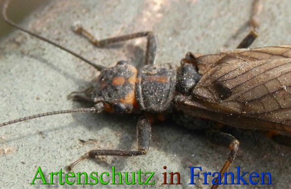 Copyright AiS- Albert Meier Bild zum Eintrag (45614-160)