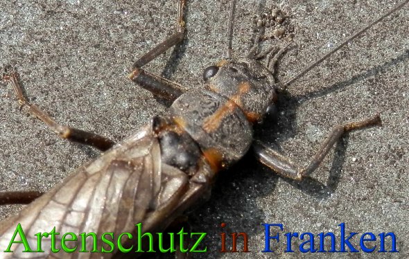 Copyright AiS- Albert Meier Bild zum Eintrag (45615-160)