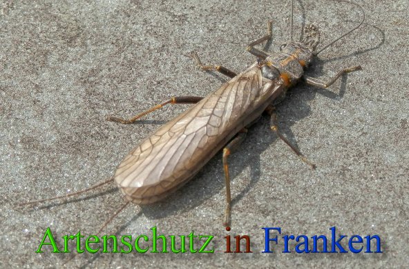 Copyright AiS- Albert Meier Bild zum Eintrag (45616-160)