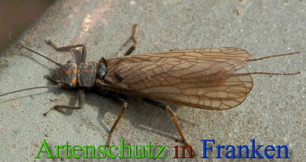 Copyright AiS- Albert Meier Bild zum Eintrag (45617-160)