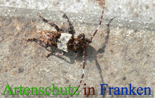 Copyright AiS- Albert Meier Bild zum Eintrag (45640-160)