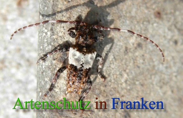 Copyright AiS- Albert Meier Bild zum Eintrag (45641-160)