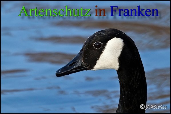 Bild zum Eintrag (45670-160)