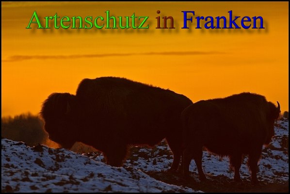 Copyright AiS-Johannes Rother Bild zum Eintrag (45681-160)