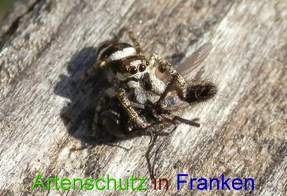 Copyright AiS- Albert Meier Bild zum Eintrag (45818-160)
