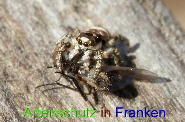 Copyright AiS- Albert Meier Bild zum Eintrag (45819-160)