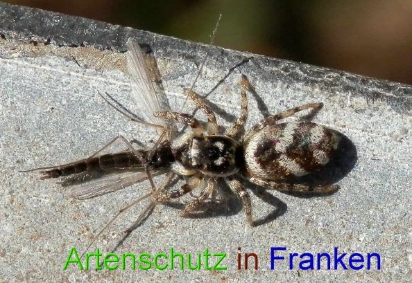 Copyright AiS- Albert Meier Bild zum Eintrag (45820-160)