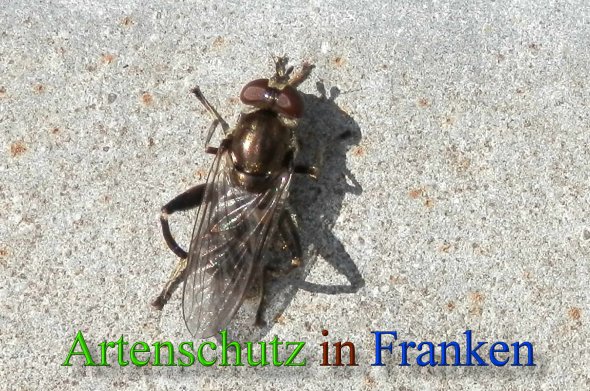 Copyright AiS- Albert Meier Bild zum Eintrag (45893-160)