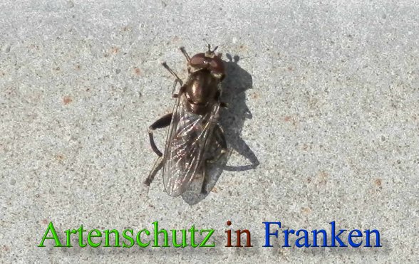 Copyright AiS- Albert Meier Bild zum Eintrag (45894-160)