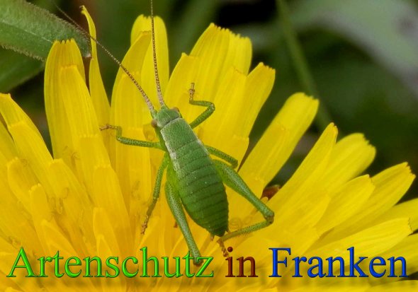 Copyright AiS- Albert Meier Bild zum Eintrag (45980-160)