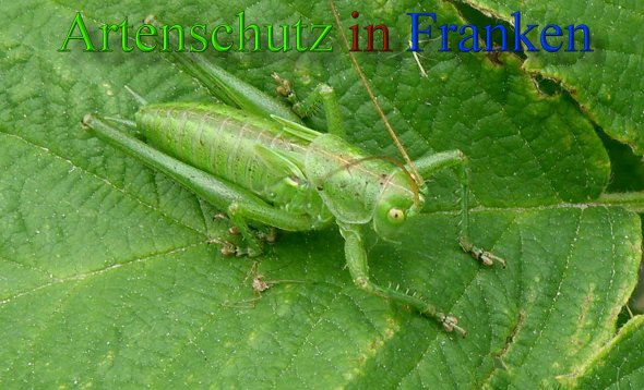 Copyright AiS- Albert Meier Bild zum Eintrag (45981-160)