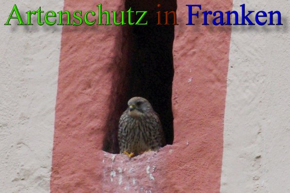 Copyright AiS - Meyer Bild zum Eintrag (46041-160)