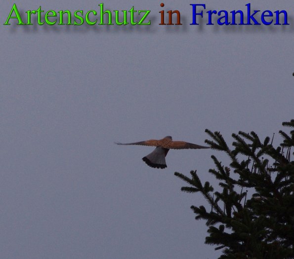 Copyright AiS - Meyer Bild zum Eintrag (46042-160)