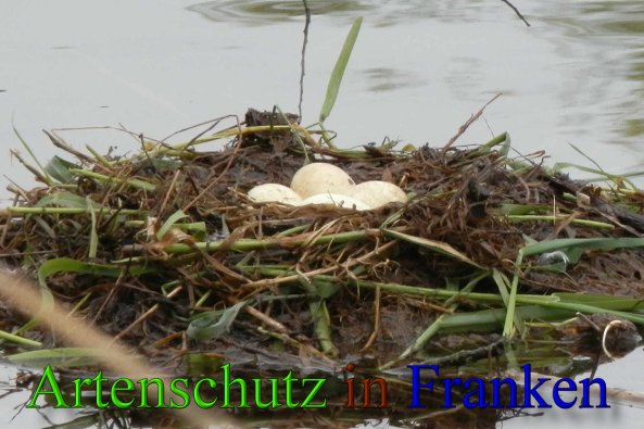 Copyright AiS- Albert Meier Bild zum Eintrag (46074-160)