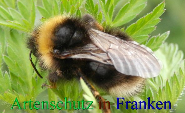 Copyright AiS- Albert Meier Bild zum Eintrag (46146-160)