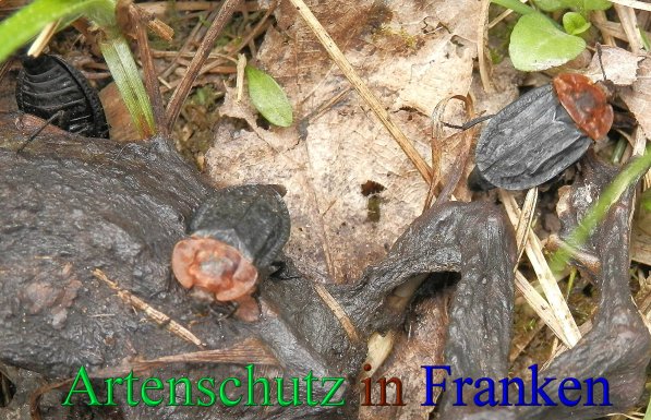Copyright AiS- Albert Meier Bild zum Eintrag (46158-160)