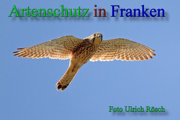 Copyright AiS- Ulrich Rösch Bild zum Eintrag (46179-160)