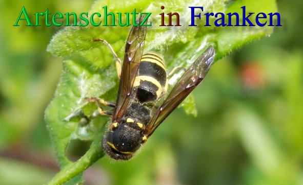 Copyright AiS- Albert Meier Bild zum Eintrag (46207-160)