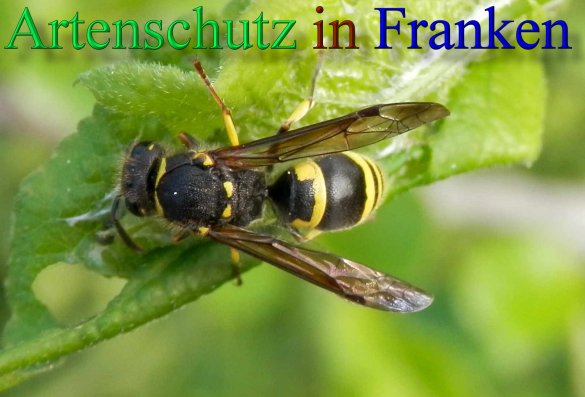 Copyright AiS- Albert Meier Bild zum Eintrag (46209-160)