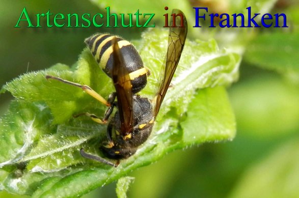 Copyright AiS- Albert Meier Bild zum Eintrag (46211-160)