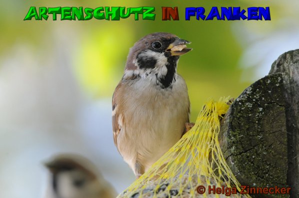 Copyright AiS Helga Zinnecker Bild zum Eintrag (46219-160)