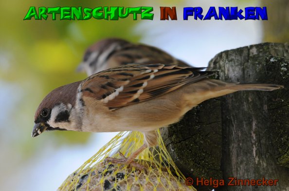 Copyright AiS Helga Zinnecker Bild zum Eintrag (46220-160)