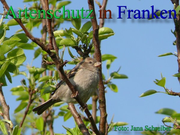 Copyright AiS Jana Schreiber Bild zum Eintrag (46236-160)