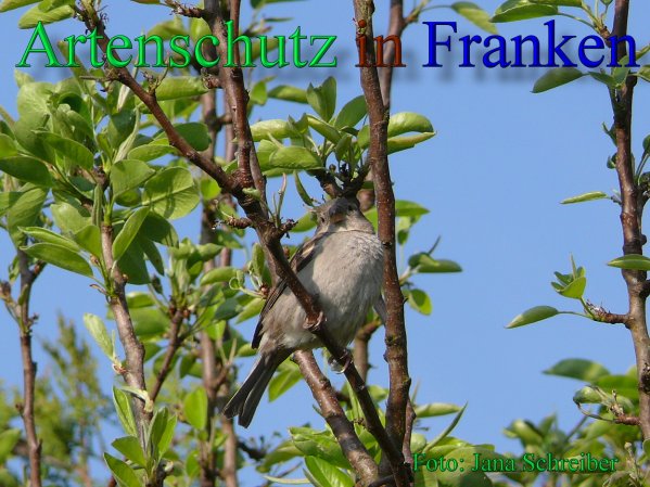 Copyright AiS Jana Schreiber Bild zum Eintrag (46237-160)
