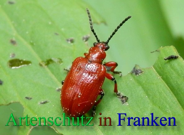 Copyright AiS- Albert Meier Bild zum Eintrag (46258-160)