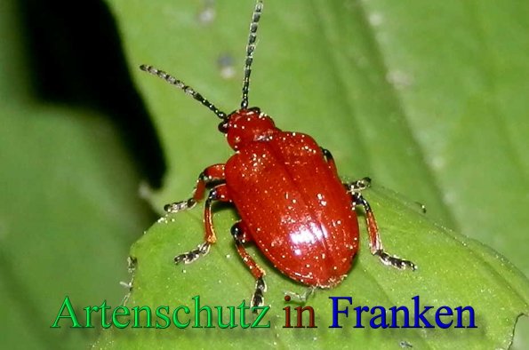 Copyright AiS- Albert Meier Bild zum Eintrag (46259-160)