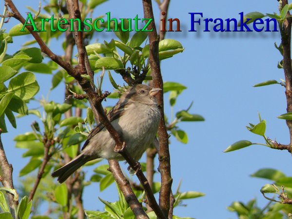 Copyright AiS Jana Schreiber Bild zum Eintrag (46260-160)