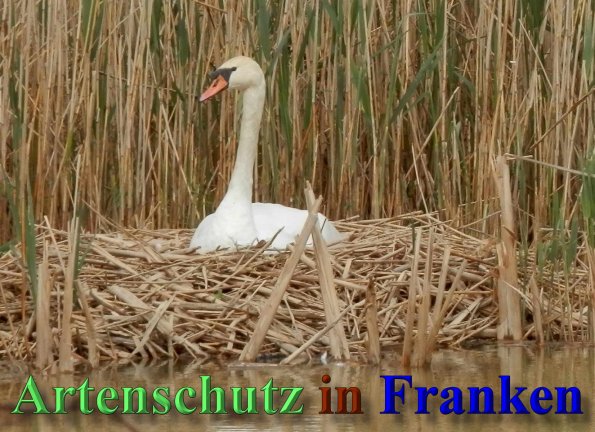 Copyright AiS- Albert Meier Bild zum Eintrag (46291-160)