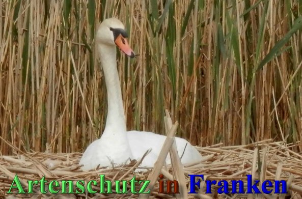 Copyright AiS- Albert Meier Bild zum Eintrag (46292-160)