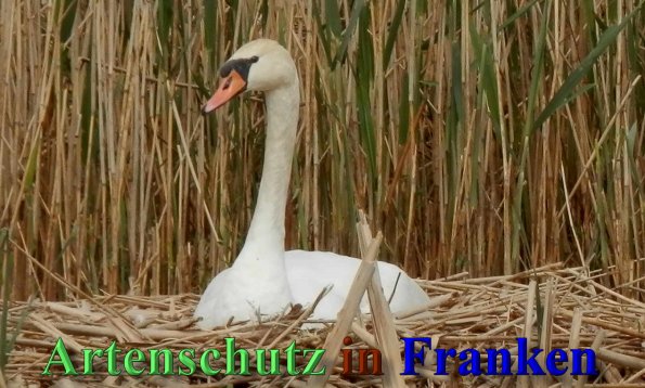 Copyright AiS- Albert Meier Bild zum Eintrag (46294-160)