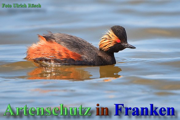 Copyright AiS- Ulrich Rösch Bild zum Eintrag (46299-160)